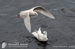 Two 2nd winter Iceland Gulls