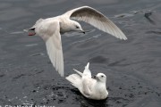 Two 2nd winter Iceland Gulls