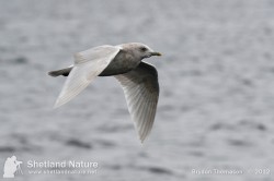 3rd winter Kumlien's Iceland Gull