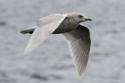 3rd winter Kumlien's Iceland Gull
