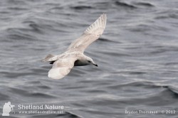 2nd winter Kumlien's Iceland Gull