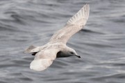2nd winter Kumlien's Iceland Gull