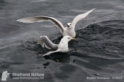 Iceland Gulls
