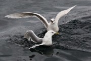 Iceland Gulls