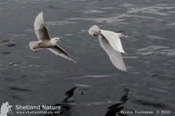 Iceland Gulls in flight