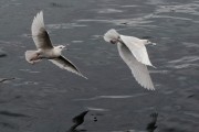 Iceland Gulls in flight