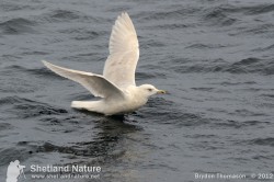 3rd winter Kumlien's Iceland Gull