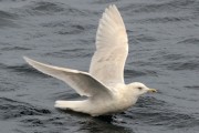 3rd winter Kumlien's Iceland Gull