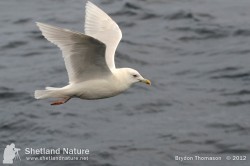 Adult Iceland Gull in flight