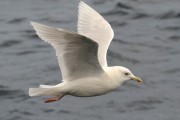 Adult Iceland Gull in flight