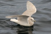 3rd winter Kumlien's Iceland Gull