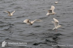 Flock of 5 Iceland Gulls