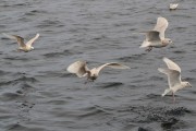 Flock of 5 Iceland Gulls