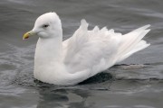 Adult Iceland Gull