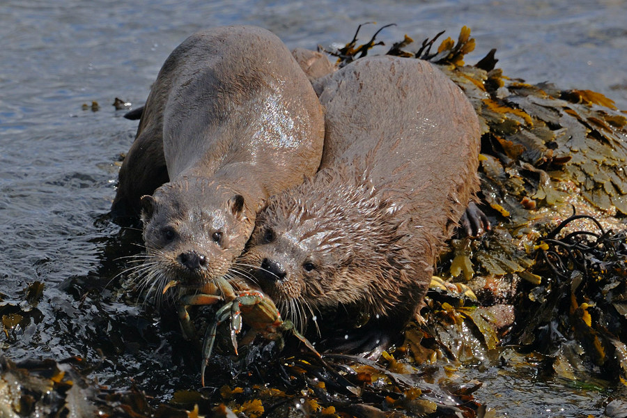 of this yearâ€™s two week-long Shetland Nature Photography holidays ...