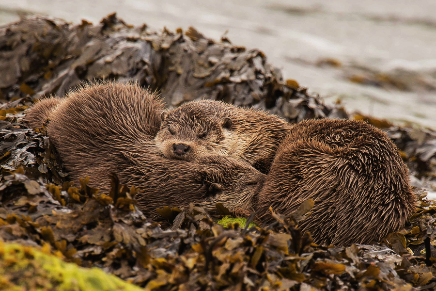 of this yearâ€™s two week-long Shetland Nature Photography holidays ...