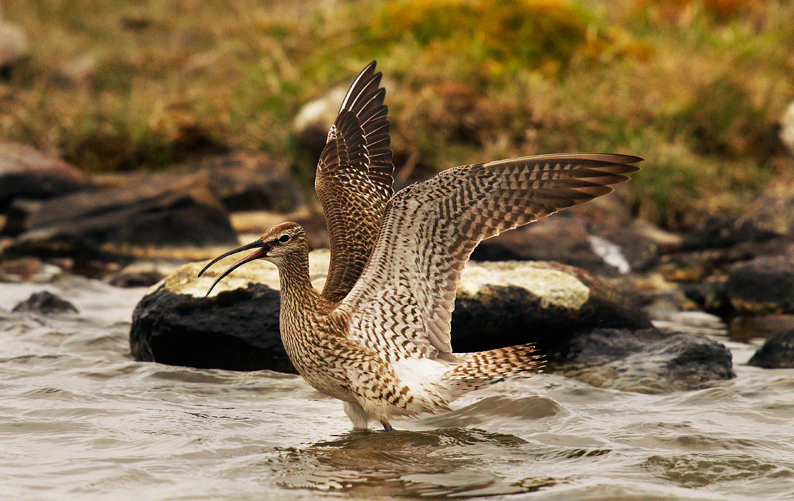 of this yearâ€™s two week-long Shetland Nature Photography holidays ...