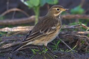 Buff bellied Pipit. Photo by Jim Wood.