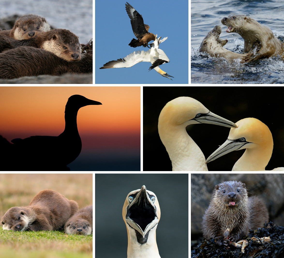 Otters and Gannets
