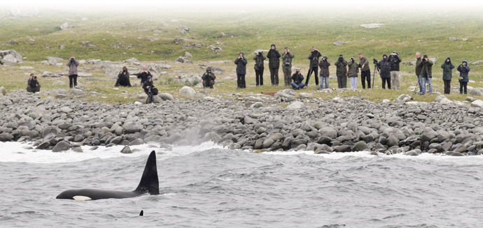 Watching Killer Whales in Shetland
