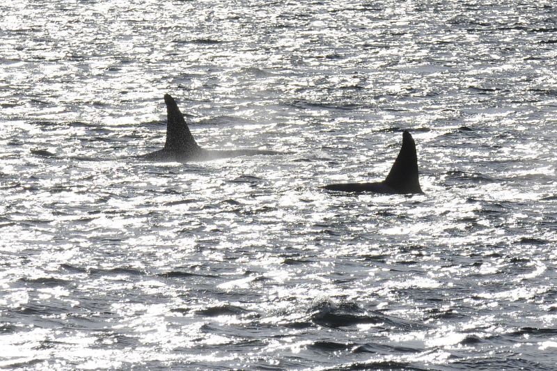 How Does A Killer Whale Get Its Food How Does A Killer Whale Get Its Food