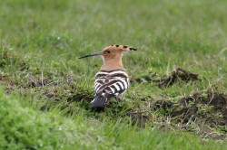 Hoopoe. Photo by Gary Bell.