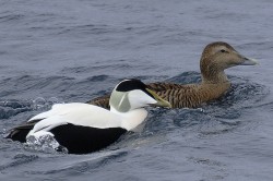 The bill shape tends to differ structurally as well as by colour, tending to be more elongated and drooping towards tip. The shape of the lobes (the extremity of bill that runs up towards forehead) tends to be different as does the black that borders it.