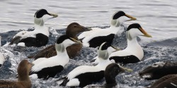 The difference in bill colour (front right two drakes) to the accompanying Common Eiders is quite distinct.