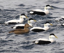 Three fine drakes (and an apparent female too) which appear to be classic examples of Northern Eider, exhibiting all the key features.