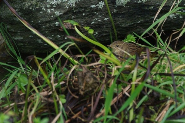 Lanceolated Warbler, Skaw, Unst. 7th October 2010. Photo by Martin Garner.