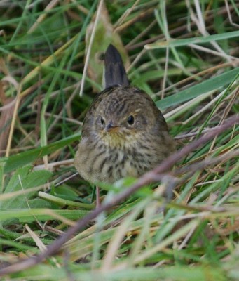 Lanceolated Warbler, Skaw, Unst. 7th October 2010. Photo by Mike Pennington.