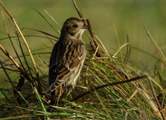 Lapland Buntings continued to be seemingly ‘everywhere’. We must have seen or heard some hundreds of birds over the week.