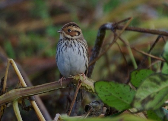 Little Bunting. Norwick, Unst. 2nd October 2010. A nice taste of the team self-finding flavour that continued throughout the week.