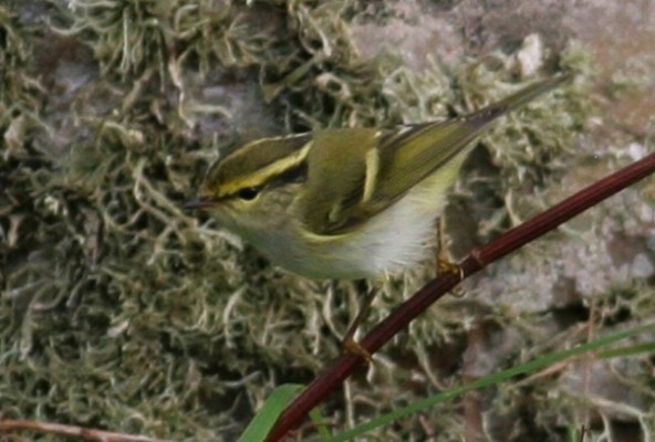Pallas’s Warbler, Sumburgh Farm. 9th October 2010. Gary Bell.