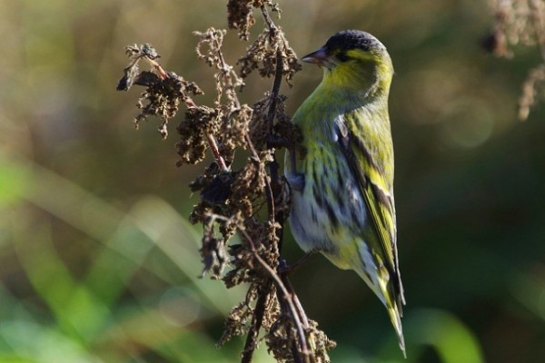 Siskin, Norwick Unst 8th October 2010. Migrating Siskins, Bramblings and Redwing heralded ‘news birds’.