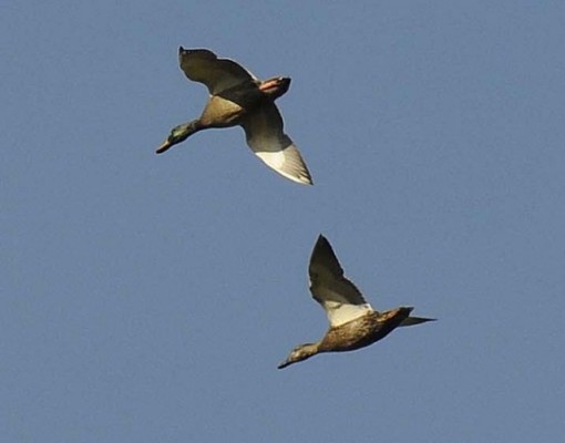 As yet unidentified dabbling duck. Suspected of being Black Duck X Mallard hybrid- but unresolved (its double white barred speculum immediately ruled out the real deal), Norwick, Unst 8th October 2010.
