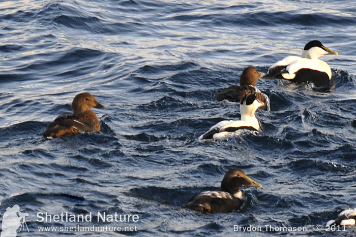 The King of Eiders – Shetland Nature