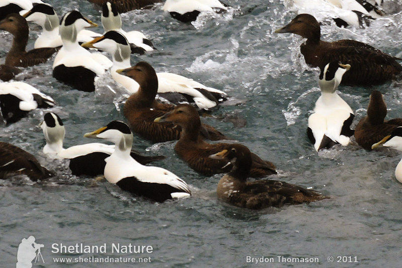The King of Eiders – Shetland Nature