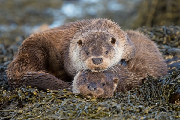 Photo by otter photography client Richard Bennet.