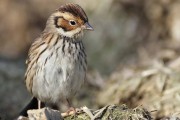 Little Bunting. Photo by George Petrie.