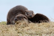 Otters on Dry Land. Photo by Brydon Thomason.