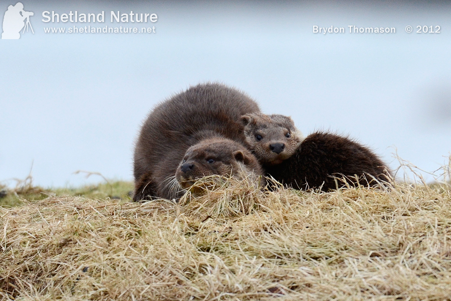 Review of Otter Photography Season 2012 Shetland Nature