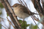 Blyth's Reed Warbler at Hillsgarth, Sept 2012. Photo by Robbie Brookes.