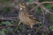 Buff bellied Pipit. Photo by Jim Wood.