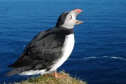 Puffin at Hermaness. Photo by Brydon Thomason.