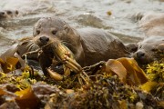 Otter Mother - Landing Grab. Photo by Brydon Thomason.