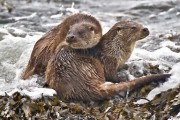 Otters. Photo by Neil McGregor.