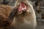 Grooming Otter. Photo by Dick Van Der Ley.