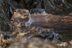 Otters (Lutra lutra). Photo by Neil McIntyre.