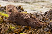 Otter cub. Photo by John Hunt.